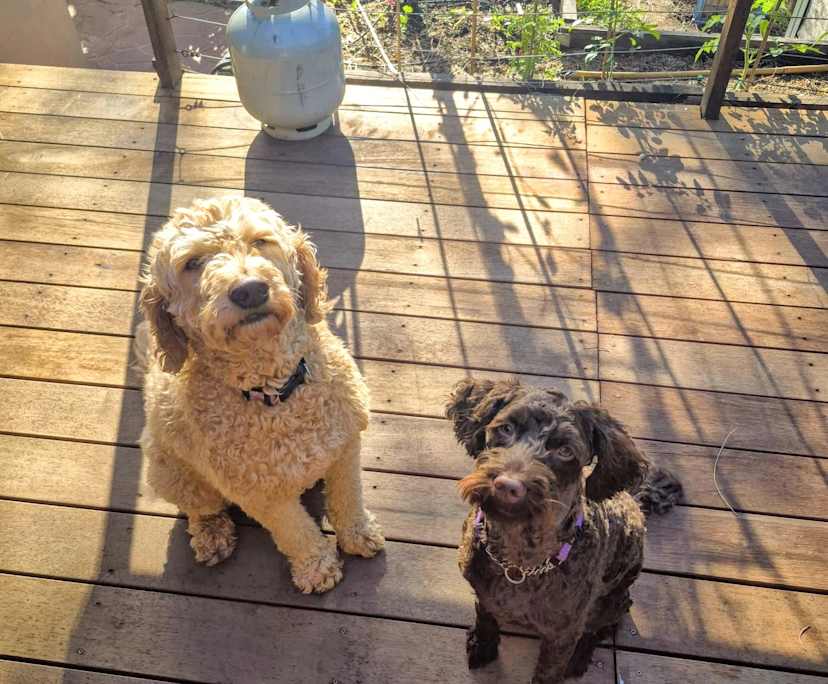 $290, Share-house, 4 bathrooms, Milperra NSW 2214