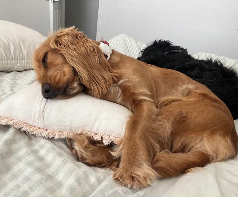 $267, Share-house, 3 bathrooms, Maroochydore QLD 4558