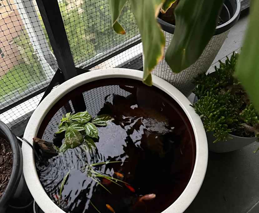 $750, Flatshare, 3 bathrooms, Mascot NSW 2020