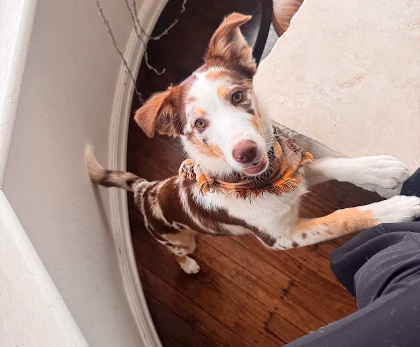 $700, Flatshare, 3 bathrooms, Vaucluse NSW 2030