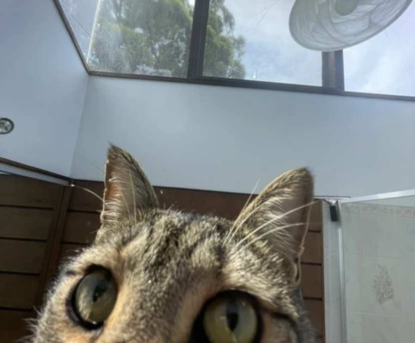 $366, Share-house, 4 bathrooms, Bangor NSW 2234