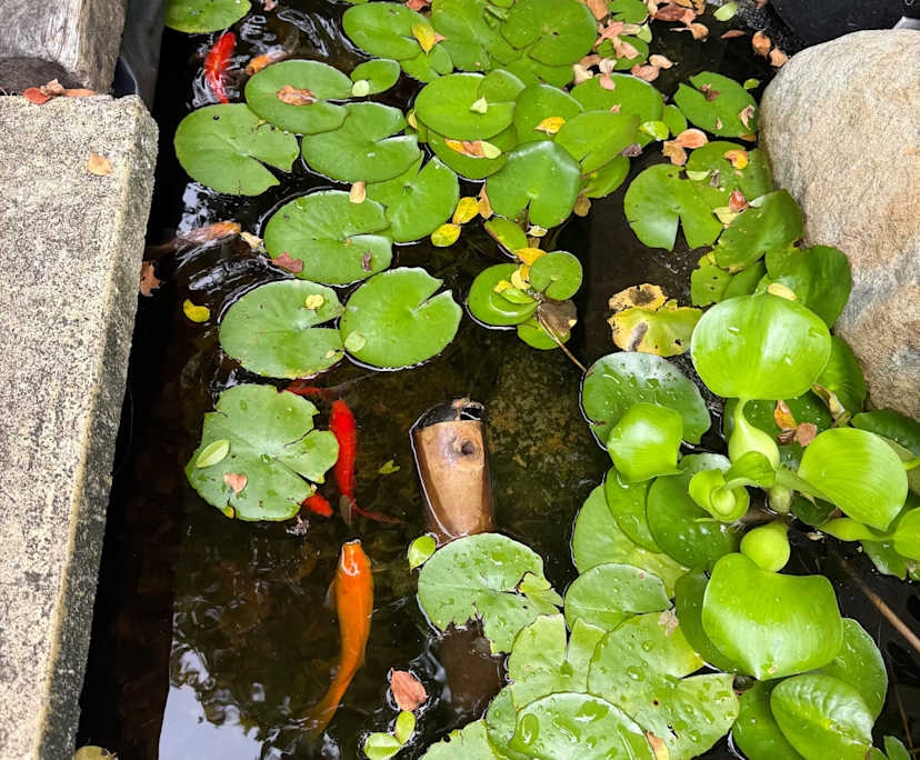 $320, Share-house, 4 bathrooms, Ashmore QLD 4214