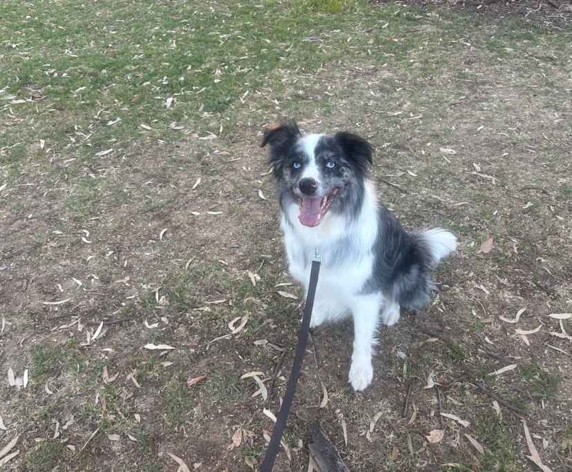 $825, Share-house, 3 bathrooms, Leichhardt NSW 2040