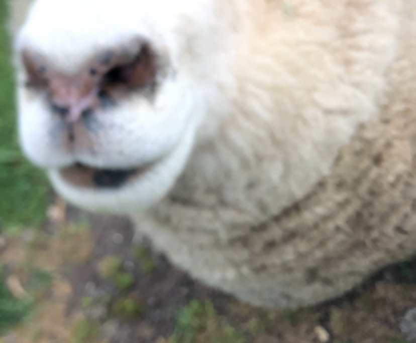 $170, Share-house, 2 bathrooms, Freshwater Creek VIC 3217