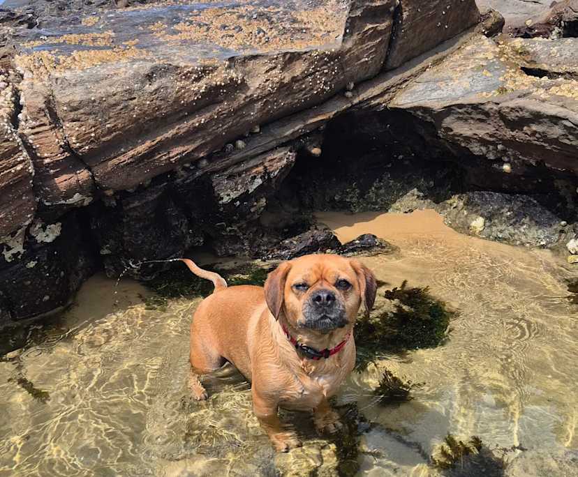 $300, Share-house, 3 bathrooms, Merewether NSW 2291