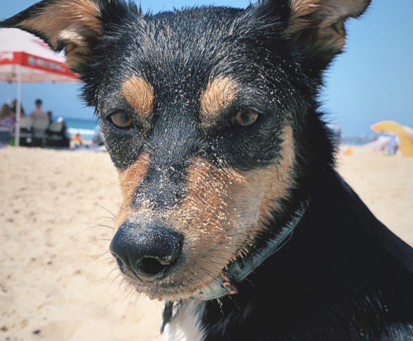 $300, Share-house, 4 bathrooms, Meridan Plains QLD 4551