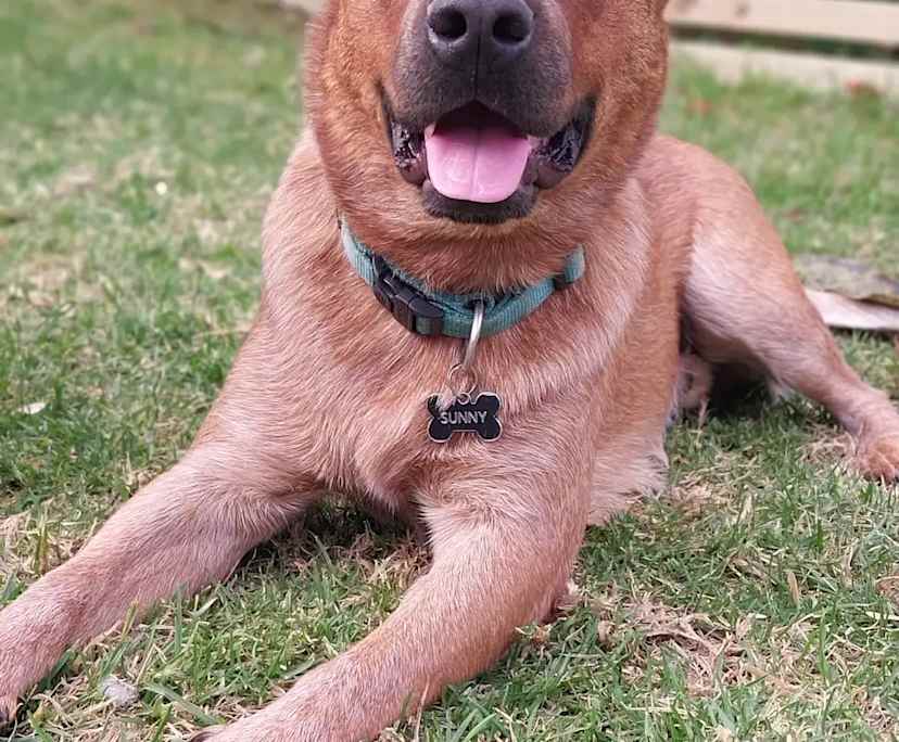 $250, Share-house, 3 bathrooms, Mount Barker SA 5251