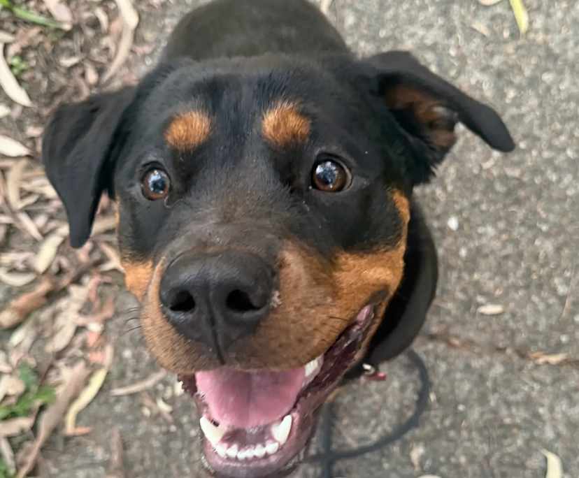 $150, Share-house, 4 bathrooms, Strathpine QLD 4500