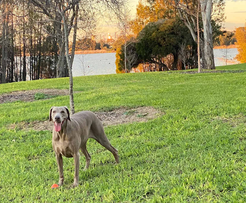 $250, Share-house, 3 bathrooms, Seaholme VIC 3018