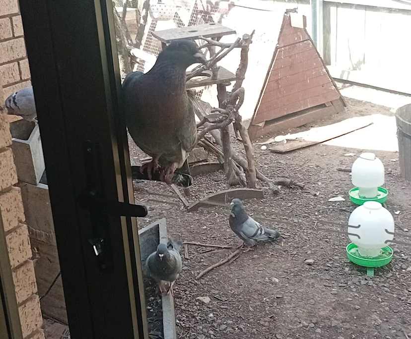 $250, Flatshare, 2 bathrooms, Old Beach TAS 7017