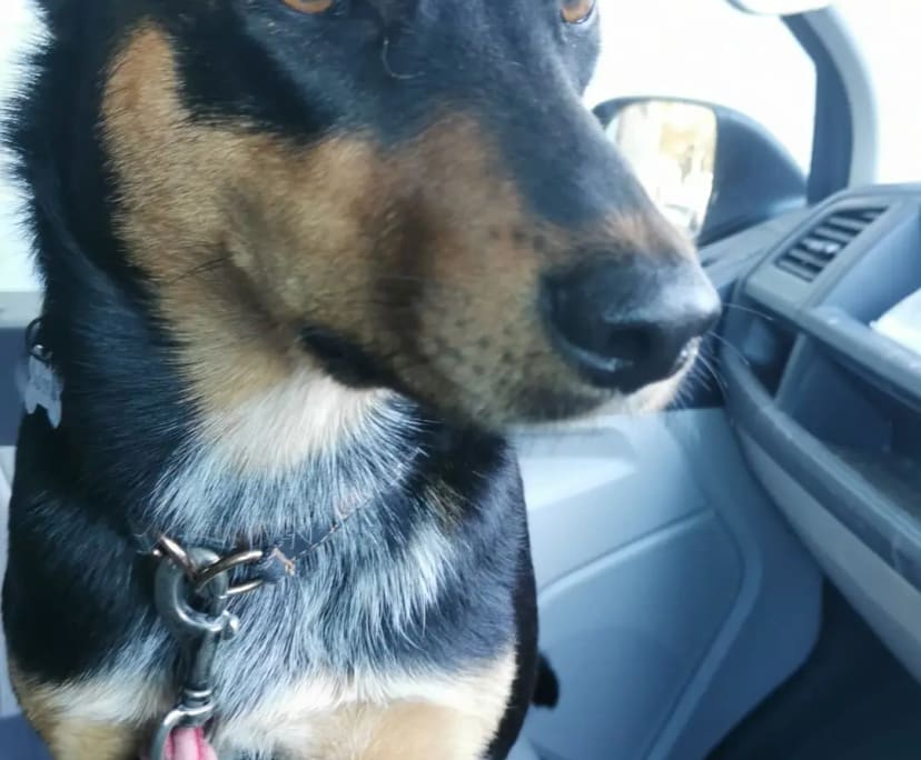 $330, Share-house, 3 bathrooms, Freshwater NSW 2096