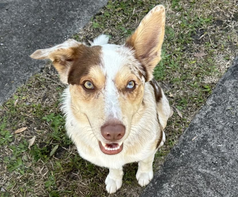$240, Share-house, 3 bathrooms, Coolum Beach QLD 4573