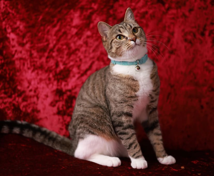 $200, Share-house, 3 bathrooms, Rivervale WA 6103