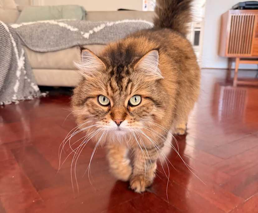 $500, Flatshare, 2 bathrooms, Bondi NSW 2026