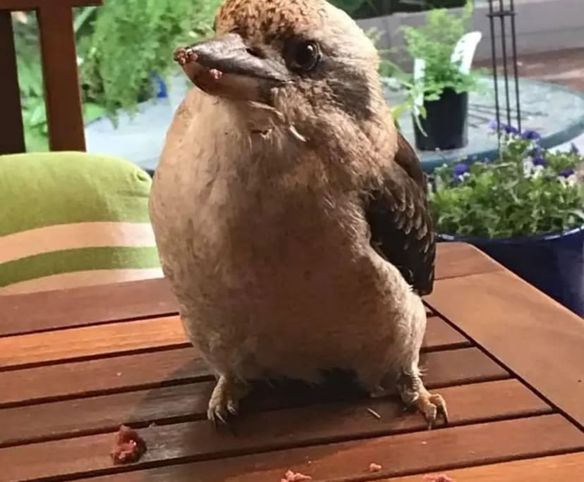 $300, Share-house, 4 bathrooms, The Basin VIC 3154