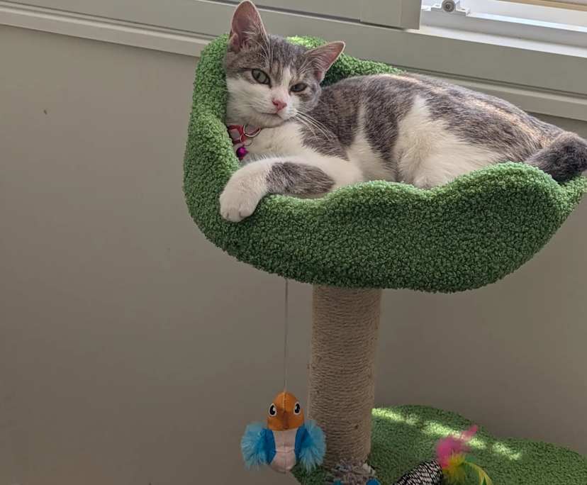 $300, Homestay, 3 bathrooms, Stafford QLD 4053