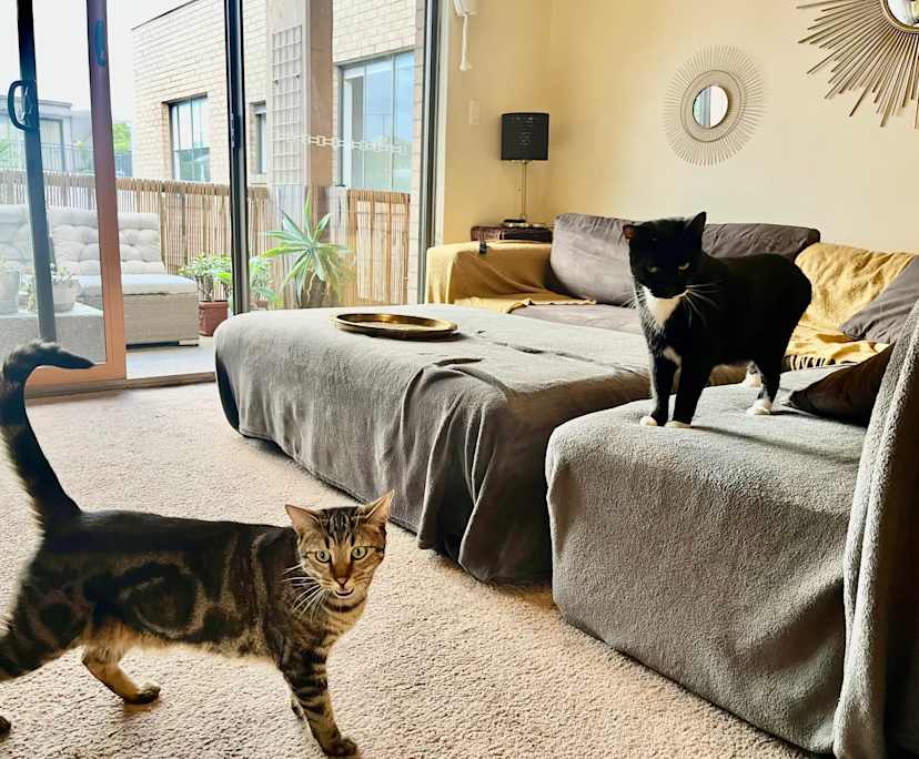 $475, Flatshare, 2 bathrooms, Bondi Junction NSW 2022