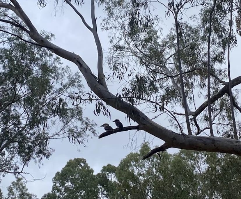 $550, Share-house, 4 bathrooms, Gilberton SA 5081