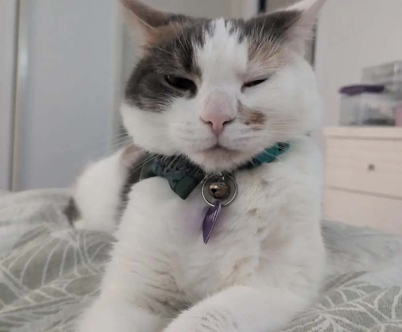 $300, Share-house, 4 bathrooms, Upper Kedron QLD 4055