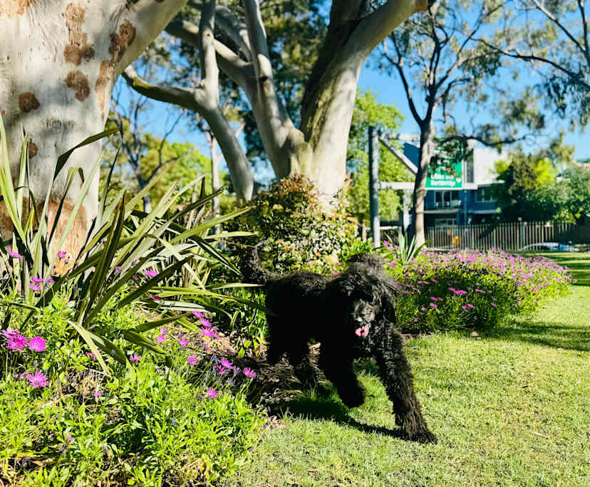 $600, Share-house, 3 bathrooms, Neutral Bay NSW 2089