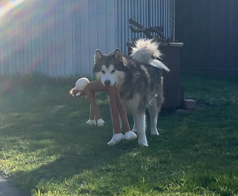 $240, Share-house, 3 bathrooms, Bendigo VIC 3550