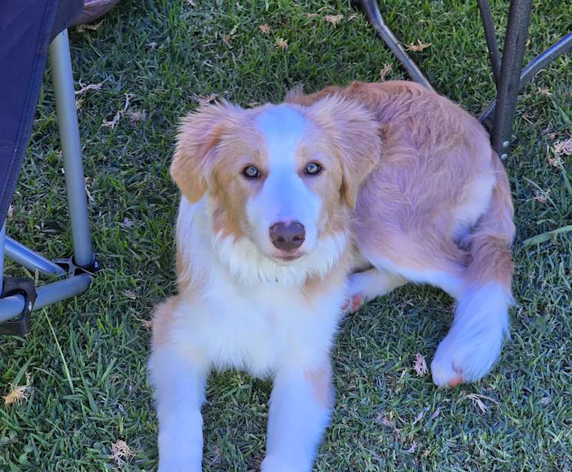 $400, Share-house, 4 bathrooms, South Ripley QLD 4306