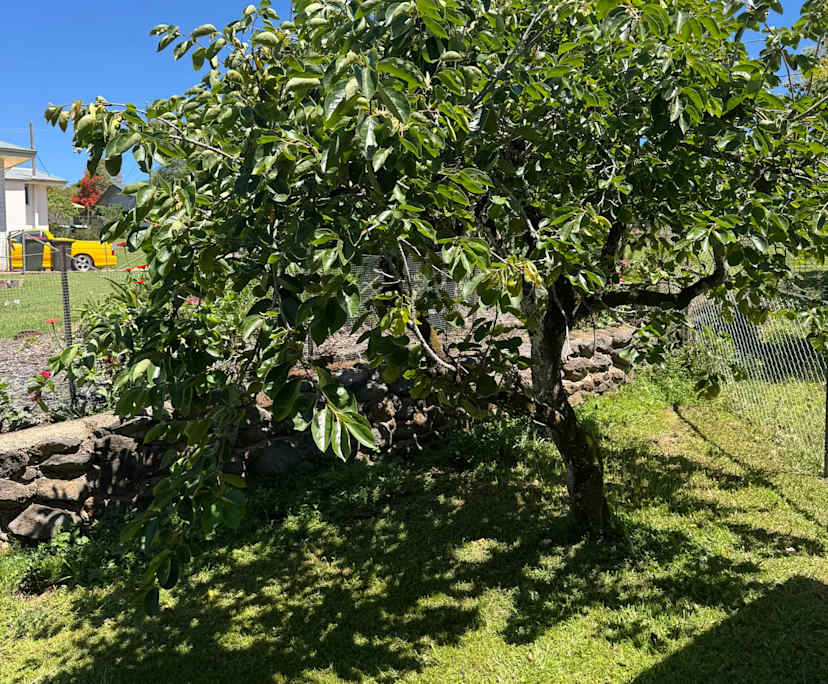 $200, Share-house, 4 bathrooms, Atherton QLD 4883