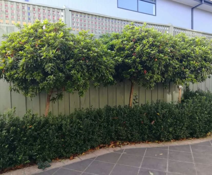 $255, Share-house, 5 bathrooms, Box Hill South VIC 3128