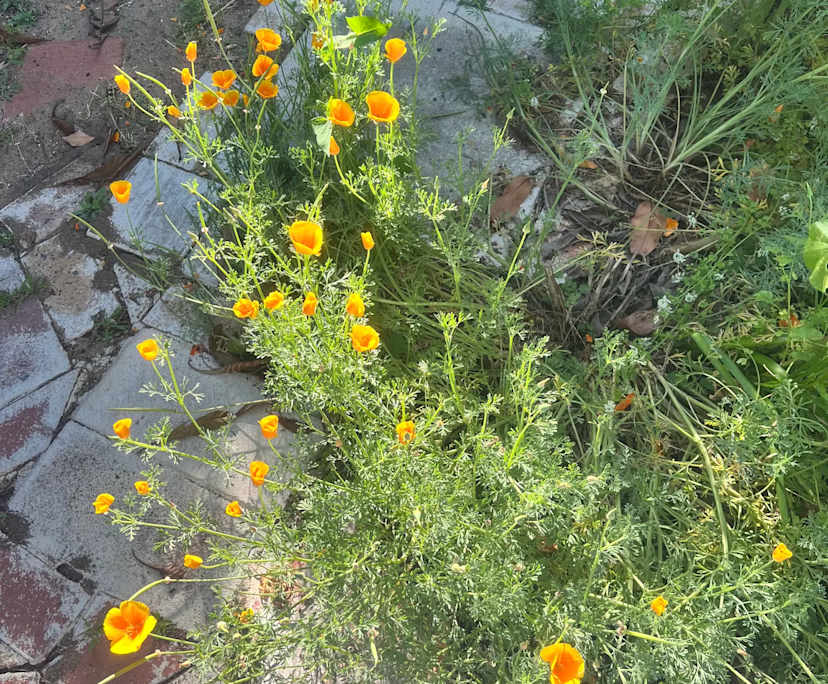 $300, Student-accommodation, 2 bathrooms, Hamilton Hill WA 6163