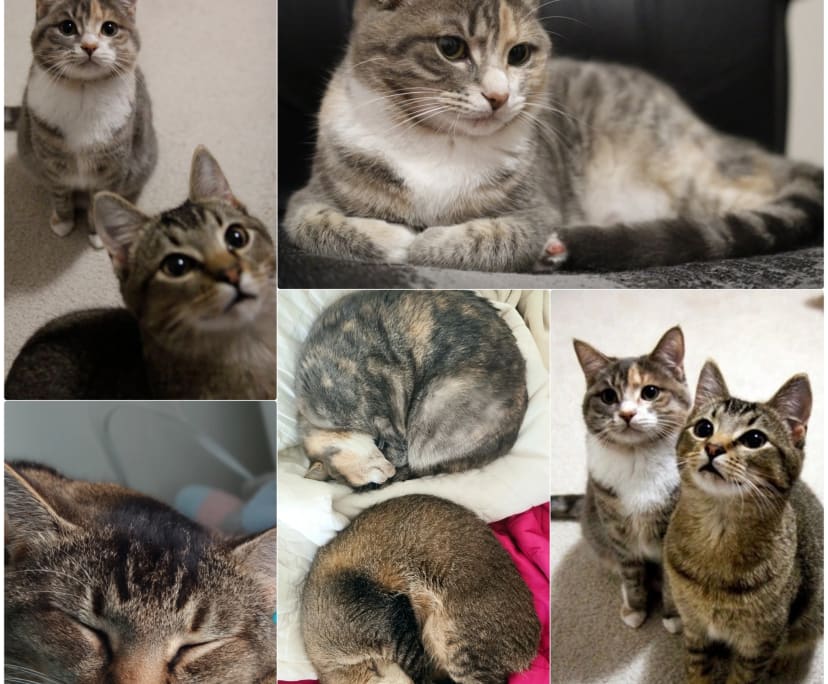 Room for Rent in West End, Brisbane 280, Furnishe...