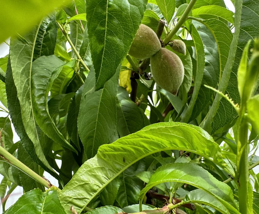 $280, Share-house, 6 bathrooms, Dulwich SA 5065