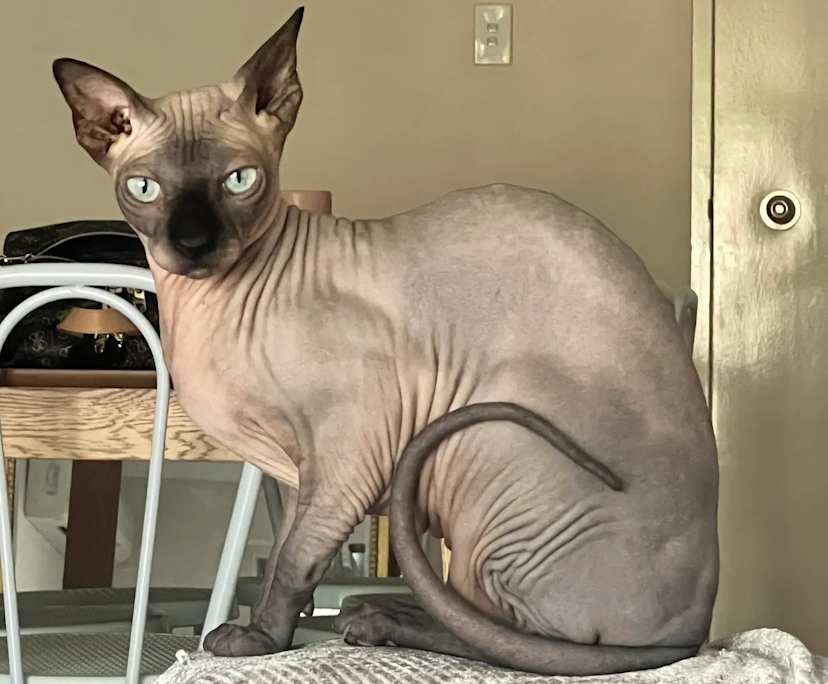 $350, Flatshare, 2 bathrooms, Taigum QLD 4018