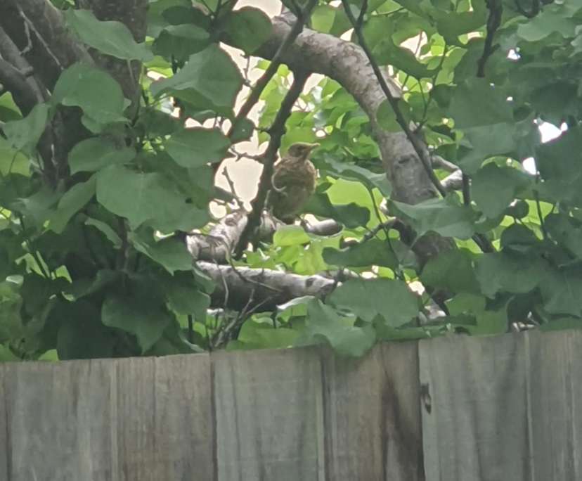 $173-188, Share-house, 2 rooms, Footscray VIC 3011, Footscray VIC 3011