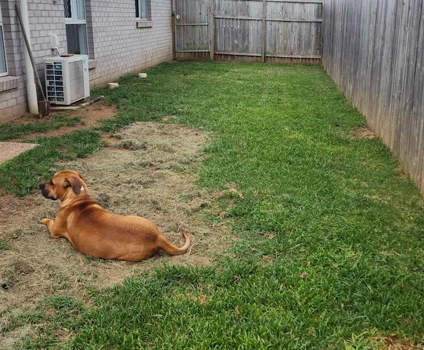 $300, Share-house, 3 bathrooms, Beaudesert QLD 4285