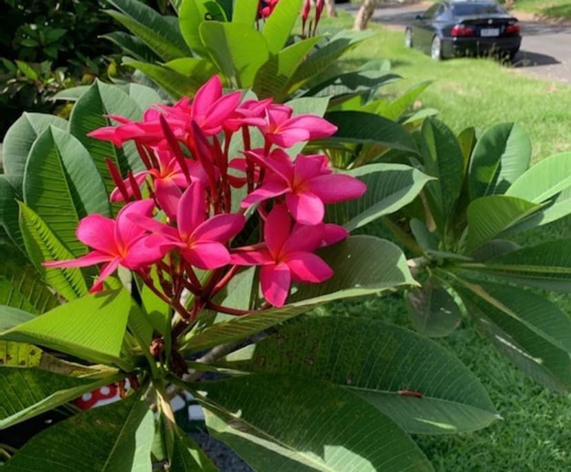 $295, Share-house, 4 bathrooms, Springfield QLD 4300