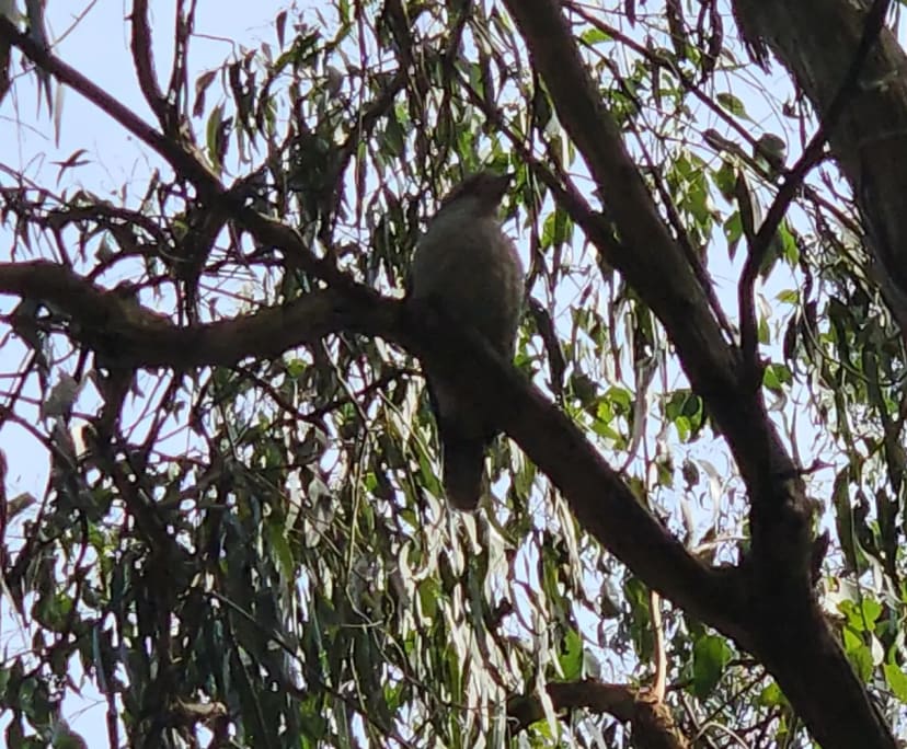 $300, Share-house, 4 bathrooms, Sassafras VIC 3787