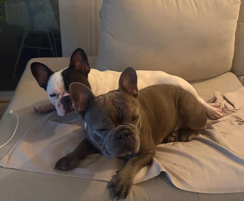 $300, Share-house, 4 bathrooms, Kippa-Ring QLD 4021