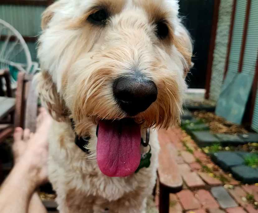 $258, Share-house, 3 bathrooms, Flemington VIC 3031