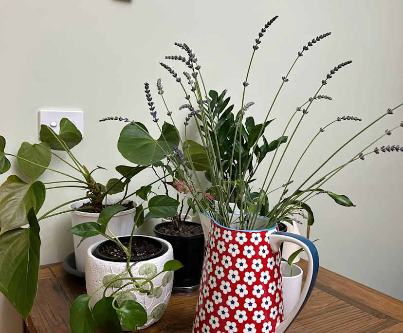 $290, Share-house, 4 bathrooms, Rosanna VIC 3084