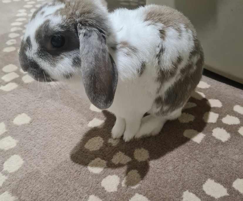 $290, Share-house, 3 bathrooms, Blacktown NSW 2148