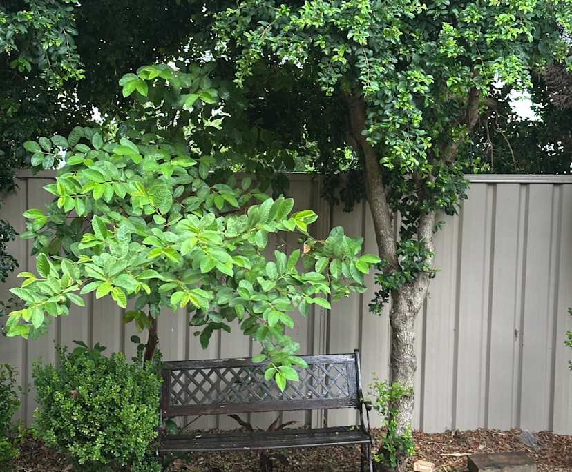 $260, Share-house, 3 bathrooms, Blacktown NSW 2148