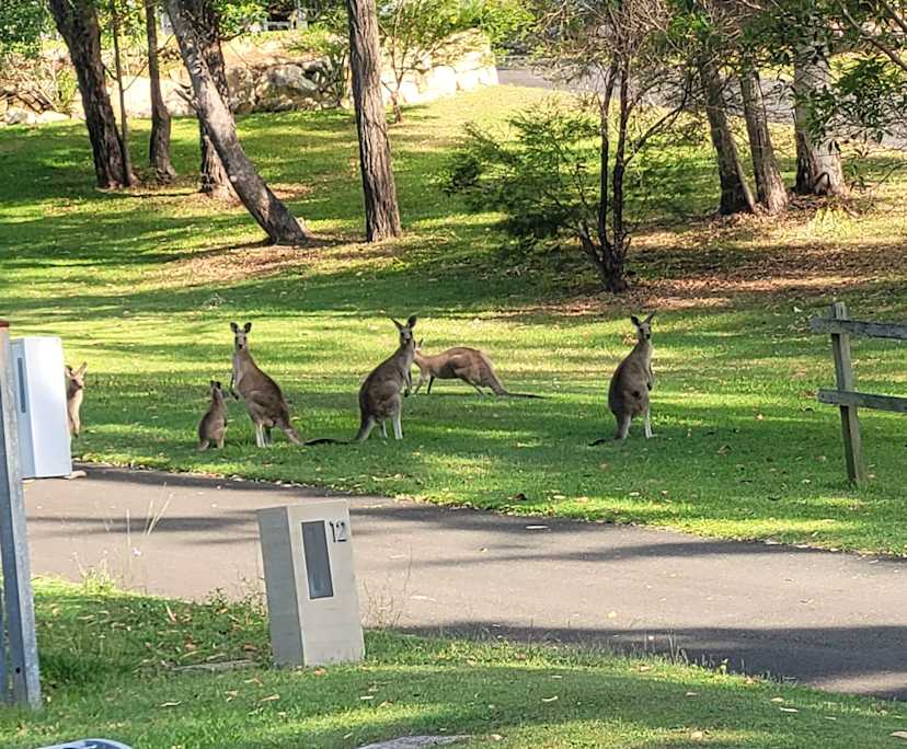 $650, Studio, 1 bathroom, Worongary QLD 4213