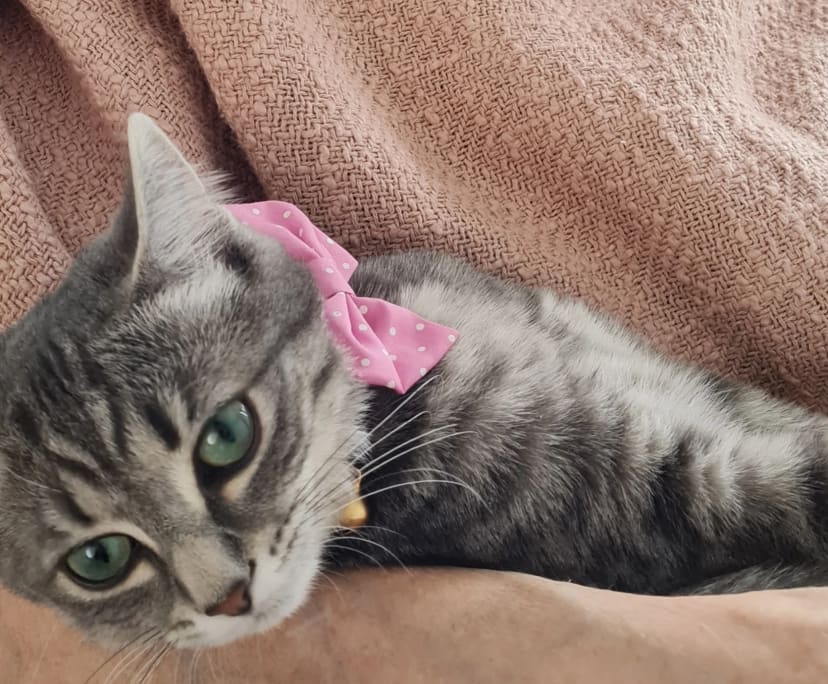 $265, Share-house, 2 bathrooms, Croydon VIC 3136