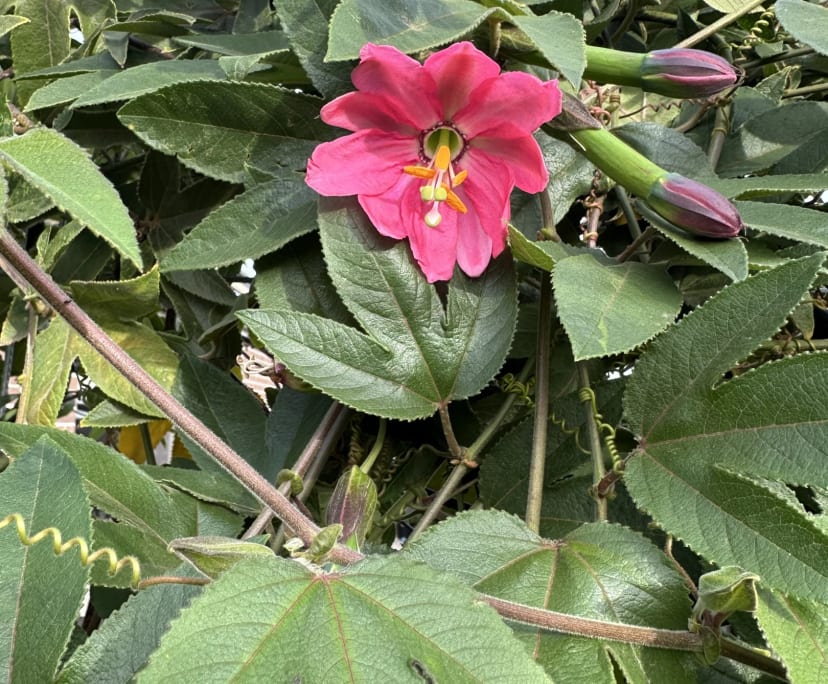 $260-280, Share-house, 3 rooms, Truganina VIC 3029, Truganina VIC 3029