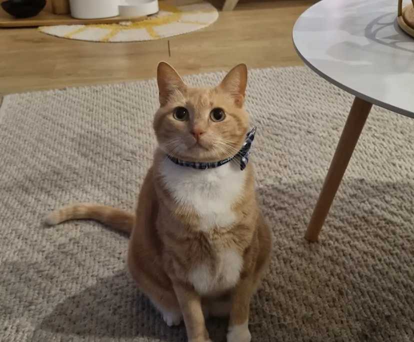 $375, Share-house, 3 bathrooms, Hamilton NSW 2303