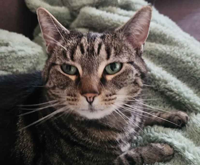 $125, Share-house, 2 bathrooms, Glenorchy TAS 7010