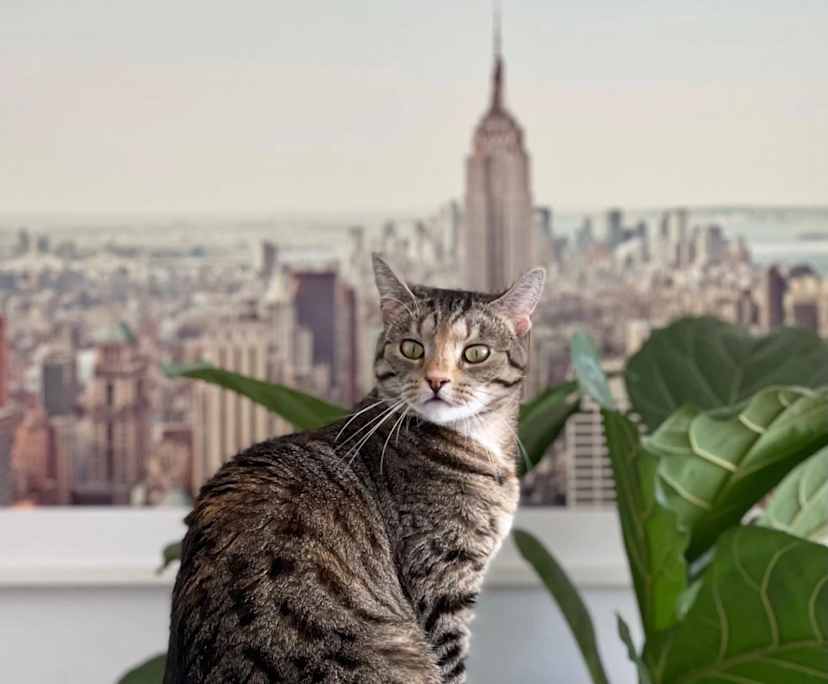 $750, Flatshare, 3 bathrooms, Mascot NSW 2020