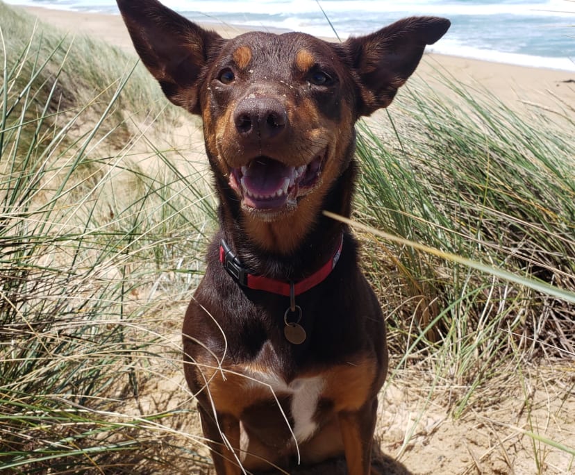 $220, Share-house, 2 rooms, Maffra VIC 3860, Maffra VIC 3860