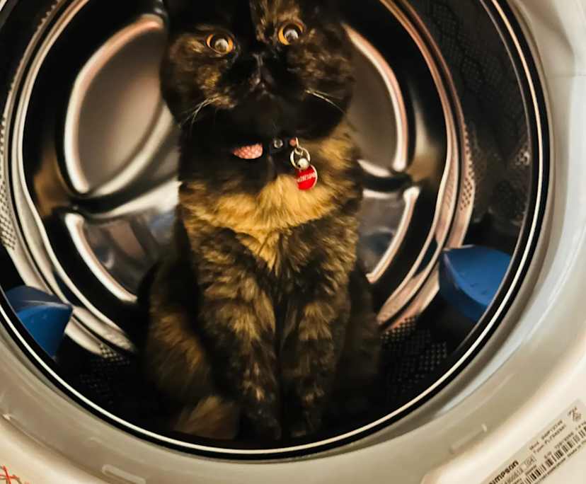 $600, Share-house, 2 bathrooms, South Coogee NSW 2034