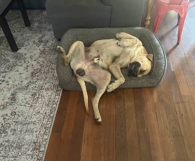 $200, Share-house, 3 bathrooms, Girrawheen WA 6064